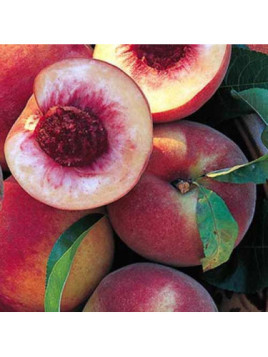 Prunus persica 'Grosse mignonne' / Pêcher