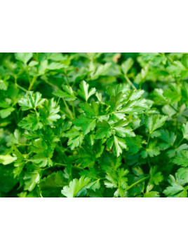 Persil plat 'Géant d'Italie'