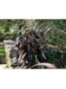 Phormium 'Black velvet'