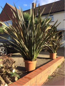 Phormium tenax 'Purpureum'