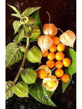 Coqueret du perou - Physalis peruviana goldvital