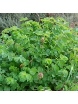 Sanguisorba minor / Petite pimprenelle