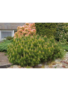 Pinus mugo mughus / Pin des montagnes