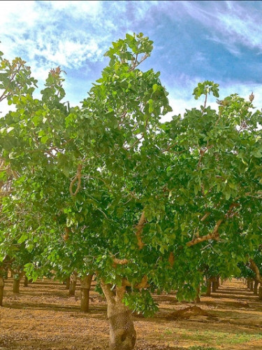 Pistacia vera 'Sirora' / Pisachier femelle
