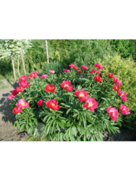 Pivoine - Paeonia lactifolia Scarlett O'hara