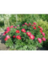 Pivoine - Paeonia lactifolia Scarlett O'hara