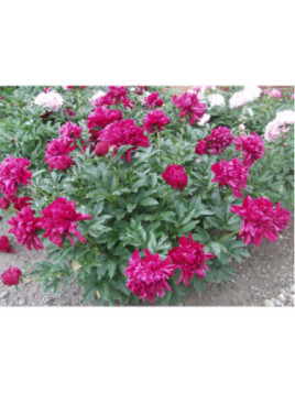 Pivoine - Paeonia lactifolia Karl Rosenfield