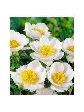 Pivoine - Paeonia lactifolia Moon of Nippon