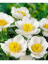 Pivoine - Paeonia lactifolia Moon of Nippon