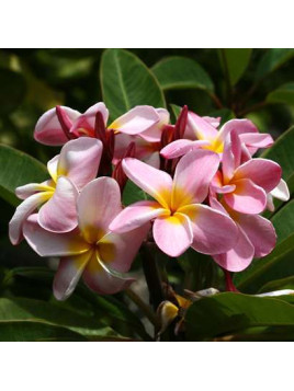 Plumeria rubra / Frangipanier