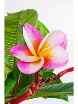 Plumeria rubra / Frangipanier