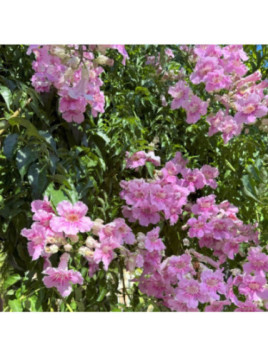 Podranea ricasoliana comtesse Sarah - Bignone Rose