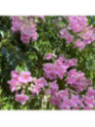 Podranea ricasoliana comtesse Sarah - Bignone Rose