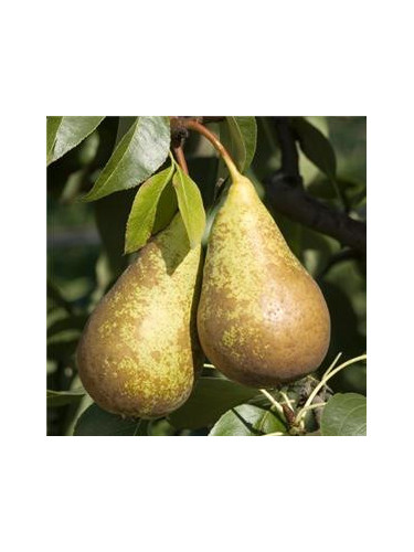 Poirier 'Conférence' / Pyrus communis