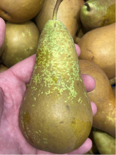 Poirier 'Conférence' / Pyrus communis