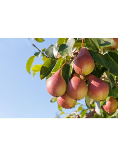Pyrus communis 'Duc de bordeaux' / Poirier