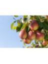 Pyrus communis 'Duc de bordeaux' / Poirier