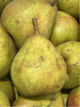 Pyrus communis 'Doyenne de comice' / Poirier