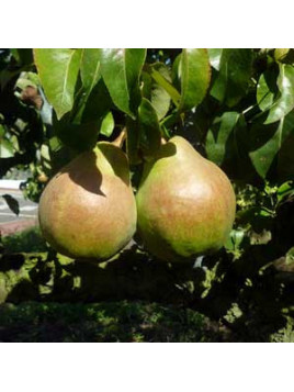 Pyrus communis 'Doyenne de comice' / Poirier