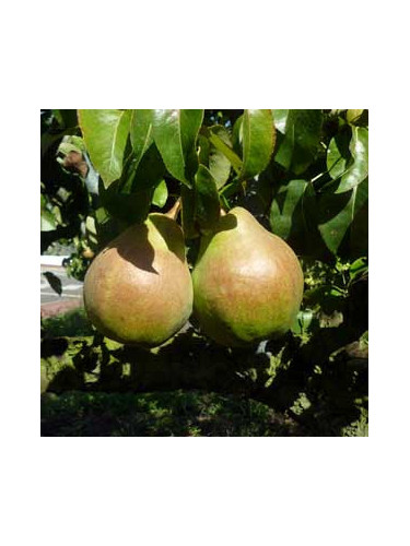 Pyrus communis 'Doyenne de comice' / Poirier