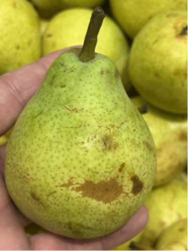 Pyrus communis 'Doyenne de comice' / Poirier