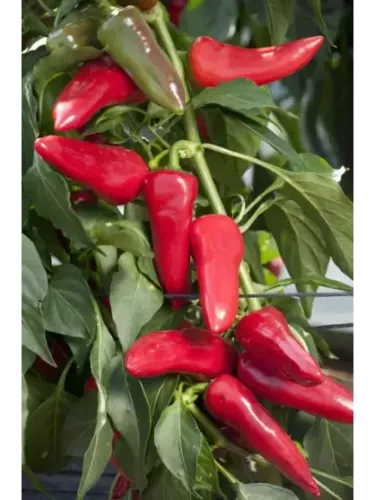 Poivron 'Balconi'