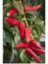 Poivron 'Balconi'