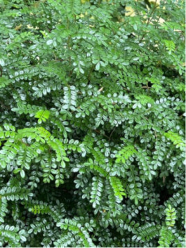 Poivrier - Zanthoxylum beecheyanum