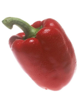 Poivron rouge 'Lamuyo'