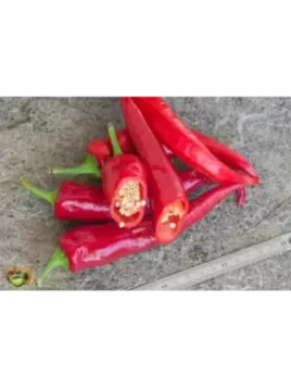 Poivron 'Doux très long des landes' F1