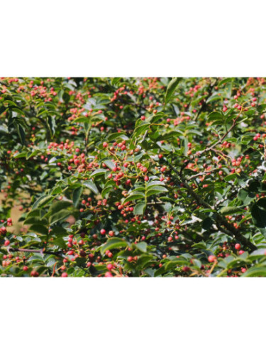 Poivrier du Sichuan - Zanthoxylum piperitum