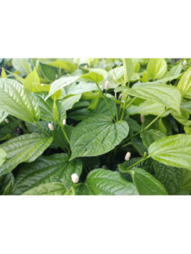 Poivrier Sauvage - Piper sarmentosum