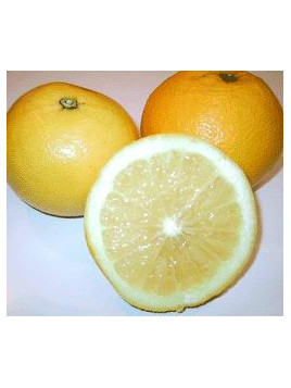 Citrus paradisi 'Marsh' seedless/ Pomelo