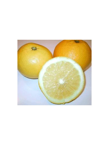 Citrus paradisi 'Marsh' seedless/ Pomelo
