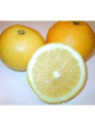 Citrus paradisi 'Marsh' seedless/ Pomelo