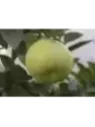 Citrus paradisi 'Oro blanco' / Pomelo jaune