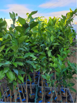 Citrus paradisi 'Flame' / Pomelo rouge