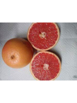 Citrus paradisi 'Rio red' / Pomelo rouge
