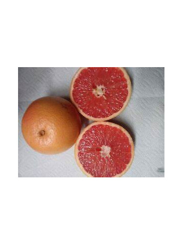 Citrus paradisi 'Rio red' / Pomelo rouge