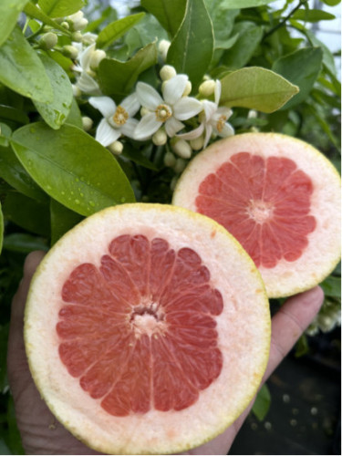 Citrus paradisi 'Star Ruby' / Pomelo rose