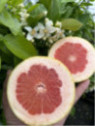 Citrus paradisi 'Star Ruby' / Pomelo rose