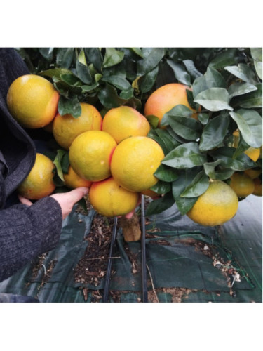 Citrus paradisi 'Star Ruby' / Pomelo rose