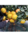 Citrus paradisi 'Star Ruby' / Pomelo rose