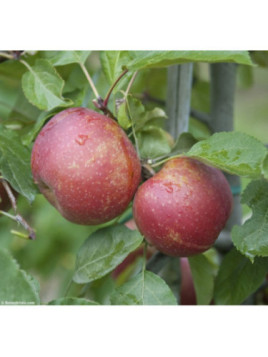 Malus domestica 'Belle de Boskoop' / Pommier