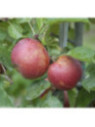 Malus domestica 'Belle de Boskoop' / Pommier
