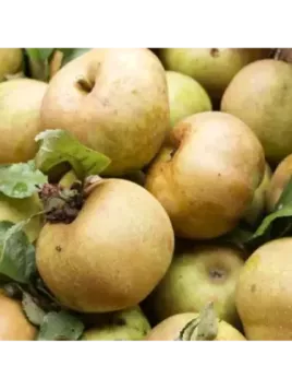 Malus domestica 'Clochard' / Pommier