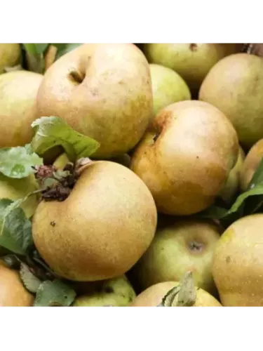 Malus domestica 'Clochard' / Pommier