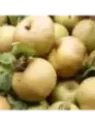 Malus domestica 'Clochard' / Pommier