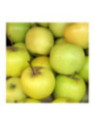 Malus domestica 'Golden delicious' / Pommier