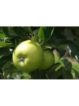 Malus domestica 'Granny Smith' / Pommier